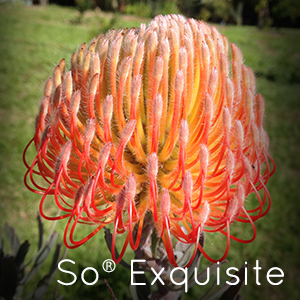 Photo of So Exquiste Pincushion flower
